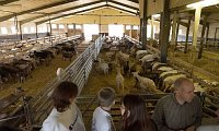 ferme � Nordheim